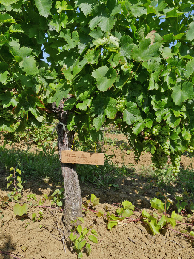 Виноградник на урожай